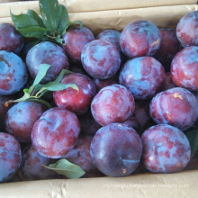 fresh plums chinese plum black president plum